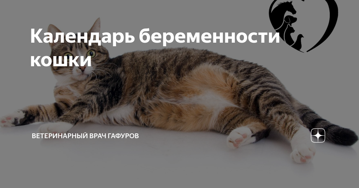 Беременная кошка: как не сойти с ума от счастья - astv.ru