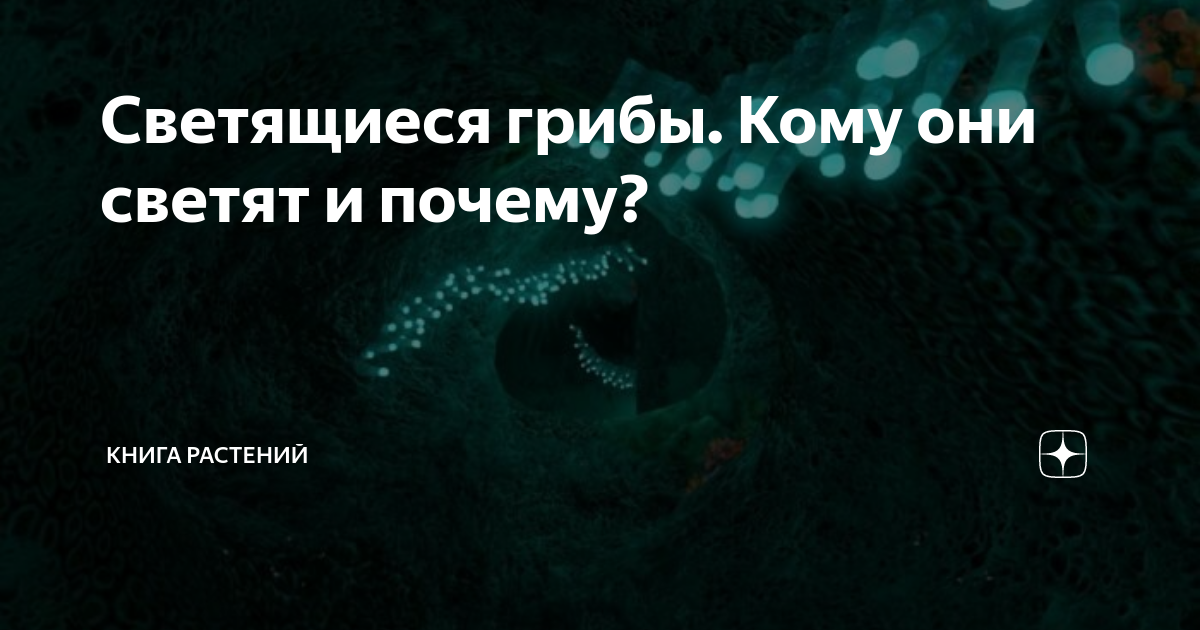 Светящиеся грибы. Кому они светят и почему? | Книга растений | Дзен