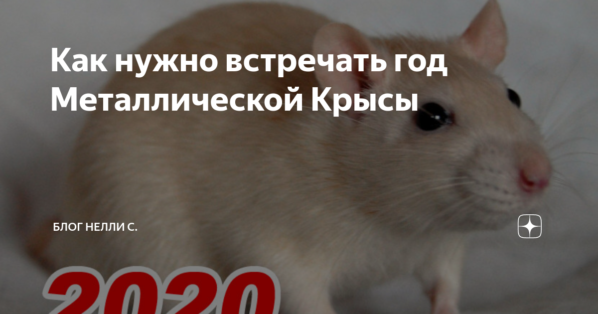 с новым годом крысы. мышь персонаж. крыса. год крысы кота. котик с мышкой.