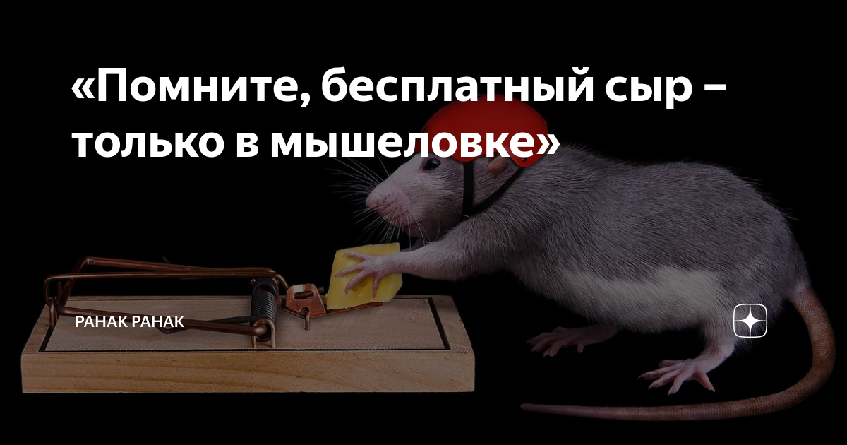 Бесплатный сыр только в мышеловке картинки
