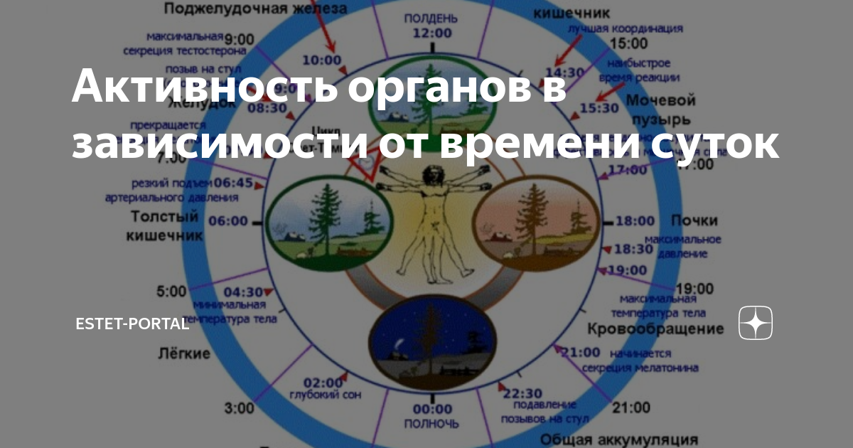 Зависит от времени суток. Активность органов в зависимости от времени суток. Активность органов тела от времени в сутках. Электрическая активность органов гифы. Время активности органов по дзен