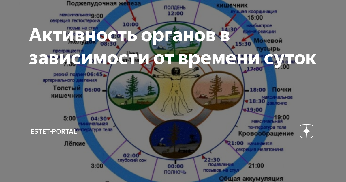 Активность органов. Активность органов в зависимости от времени суток. Активность органов тела от времени в сутках. Электрическая активность органов гифы. Время активности органов по дзен.