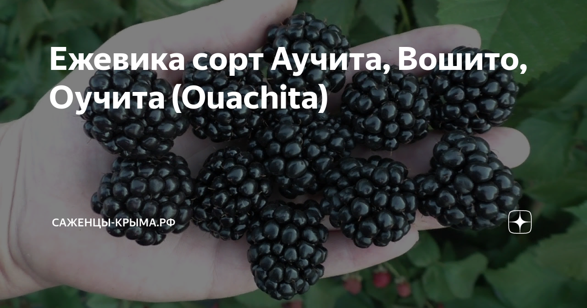 Ежевика сорт аучита. Ежевика оучита. ежевика вошито. ежевика аучита описание. вошито ежевика описание.