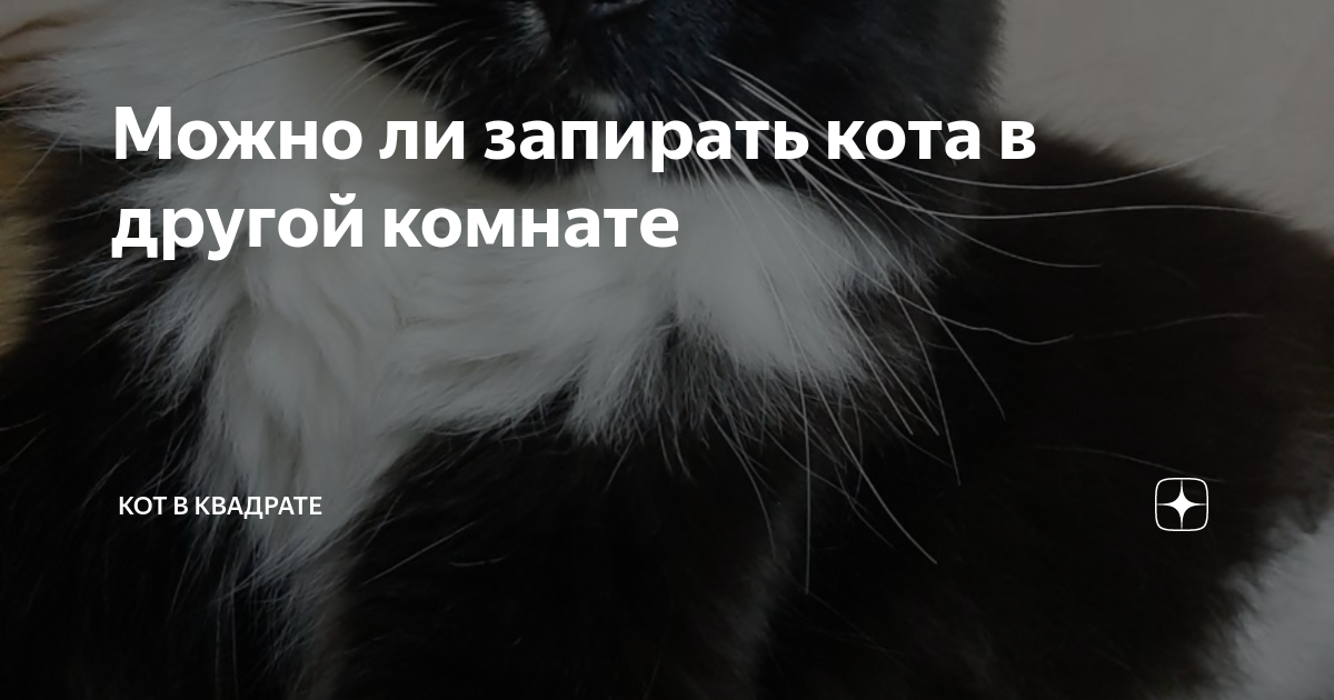 Можно ли закрывать кота на ночь в другой комнате