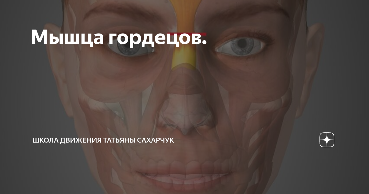 Мышца гордецов. | Школа Движения Татьяны Сахарчук | Дзен