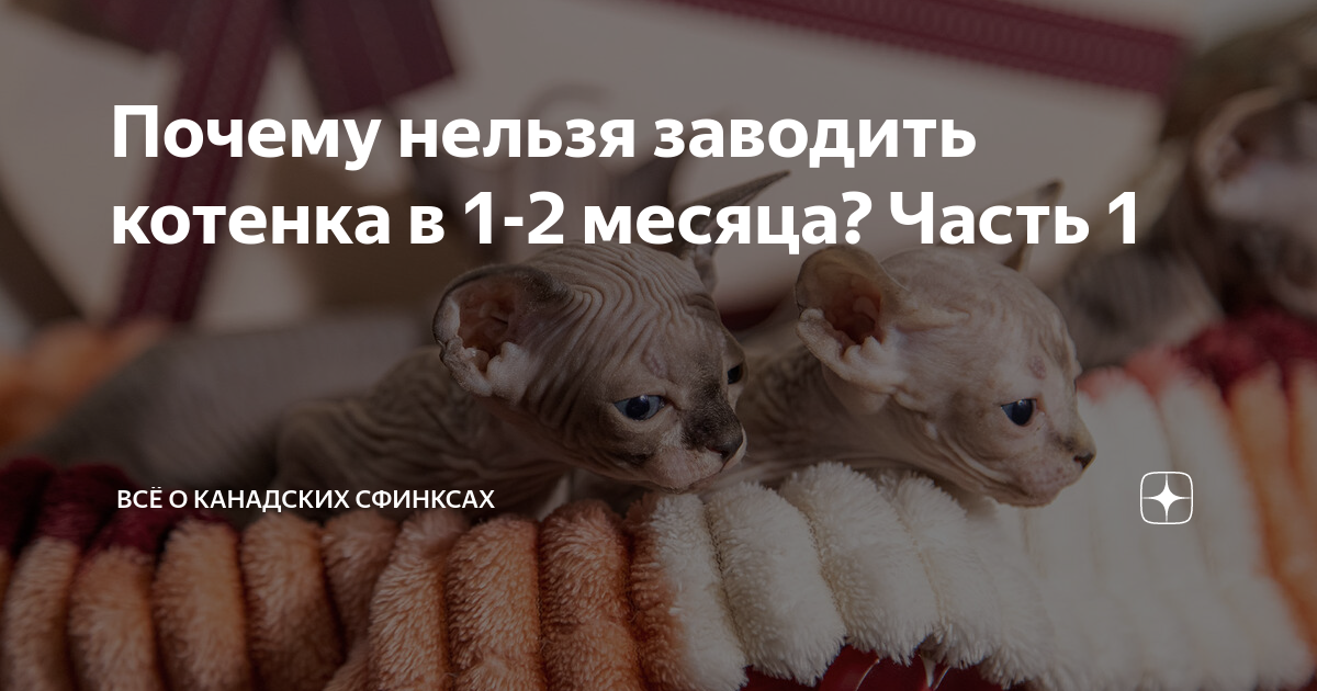 Котенок не выходит из под дивана