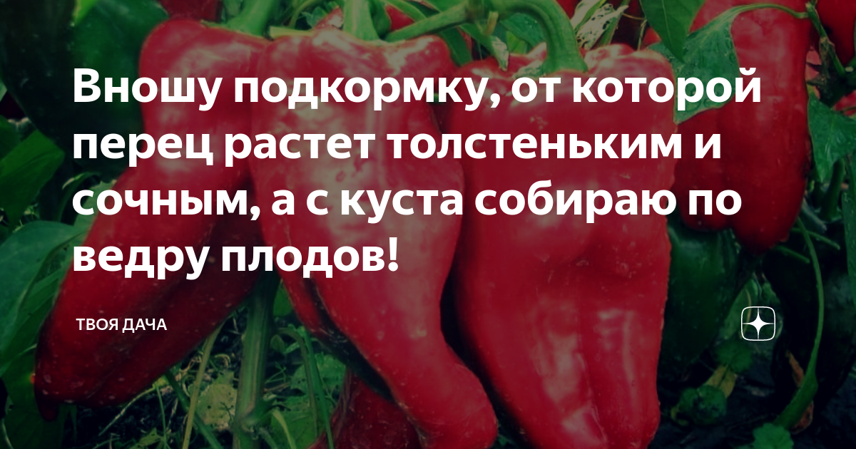 Удобрение для перца болгарского. Перец первенец Романцова. Перец сладкий первенец Романцова характеристика и описание. Перец сладкий первенец Сибири. Первенец Романцова перец характеристика и описание.