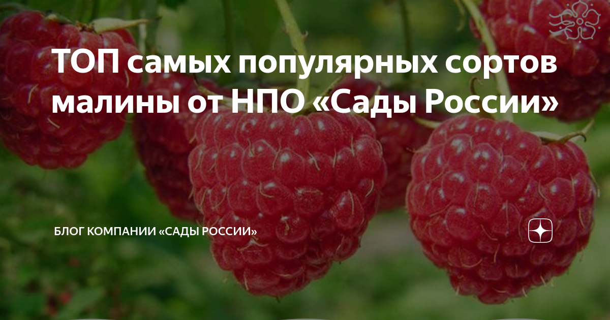 Самые дорогие сорта малины - купить по низкой цене на Яндекс Маркете