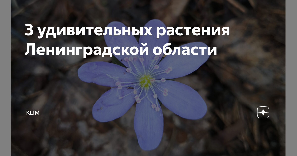 3 удивительных растения Ленинградской области KLIM Дзен