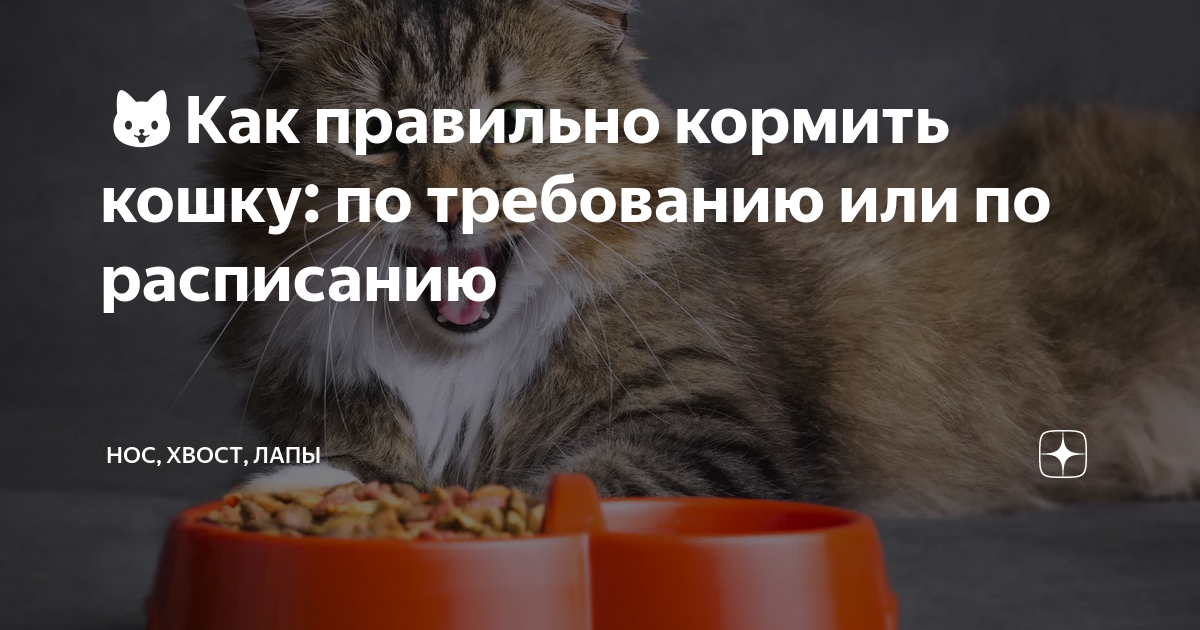 как кормить кошек правильно