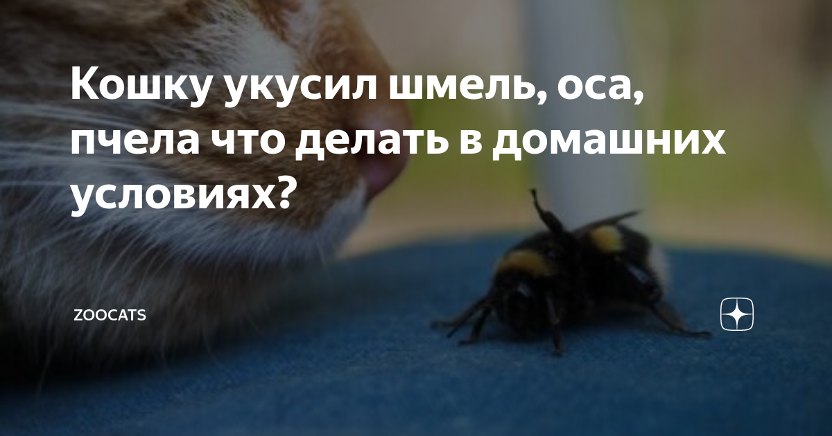 «Ты можешь забыть и проснуться от удушья»: врач раскрыла, когда укус осы приводит к смерти