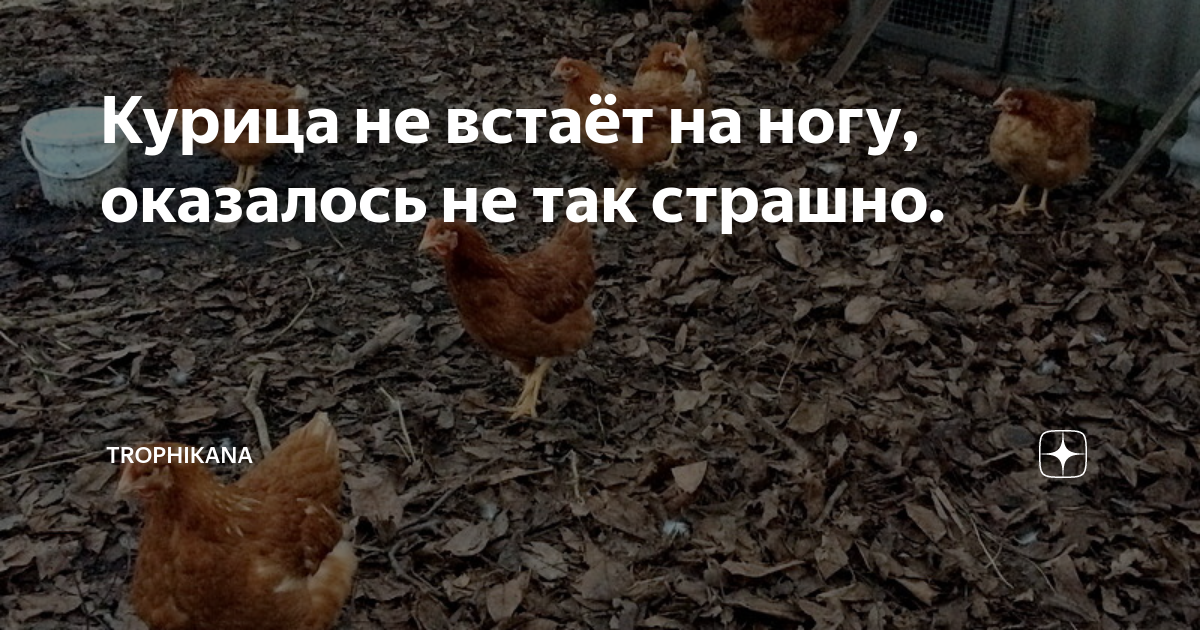 курочки падают на ноги. алопеция у кур несушек. курица не встает что делать. гнездо для наседки. почему цыплята бройлеры падают на ноги и как лечить.