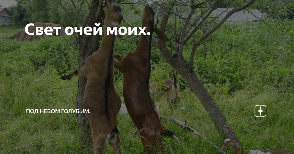 Свет очей моих душа