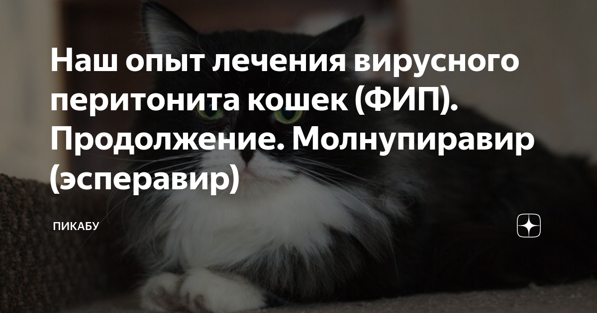 Кашеобразный стул у кота