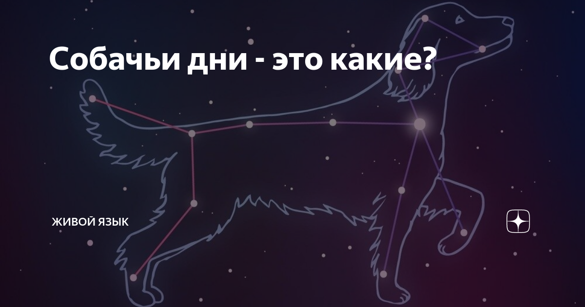 День собачьего счастья 4 мая картинки