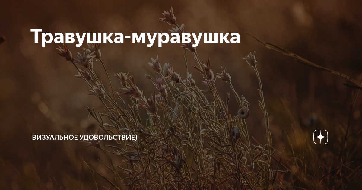 Почему называют травушка муравушка Почему называют травушка муравушка