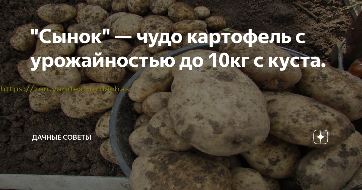 Картофель оптом : Московская область (опубликовано 22.11.2016 г. в 12:02) Доска 
