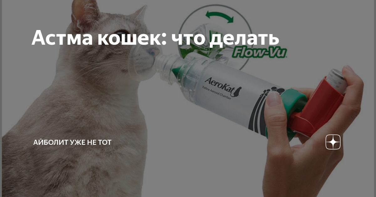 Как выглядит астма у кошек