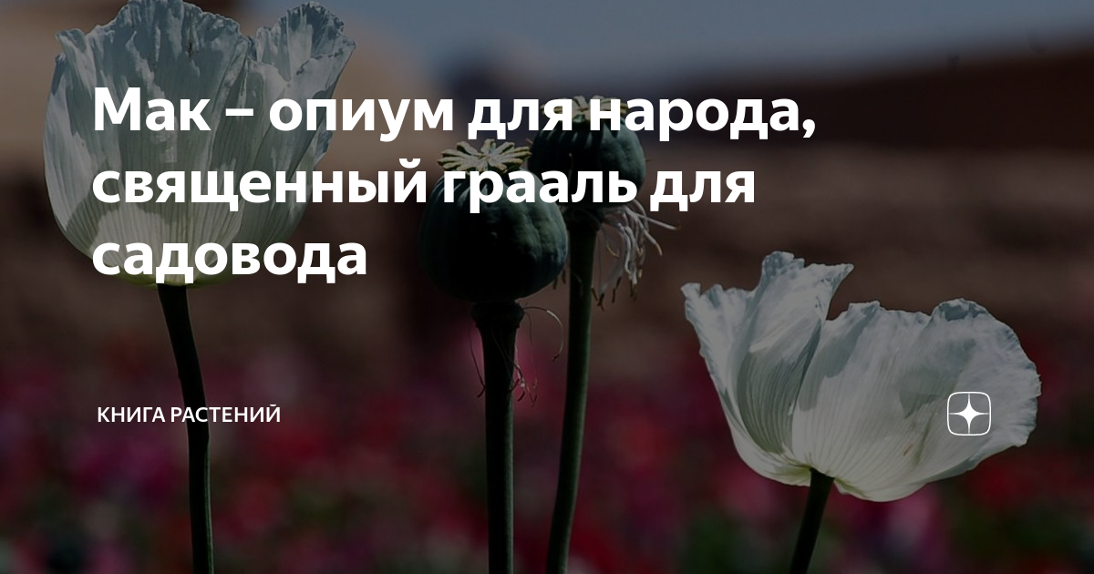Мак – опиум для народа, священный грааль для садовода | Книга растений ...