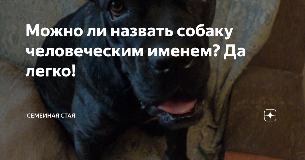 Назвала собаку именем бывшего. Разные породы собак. Как зовут собаку человечества. Как назвать собаку обозвать. Самые смешные анекдоты про собак.