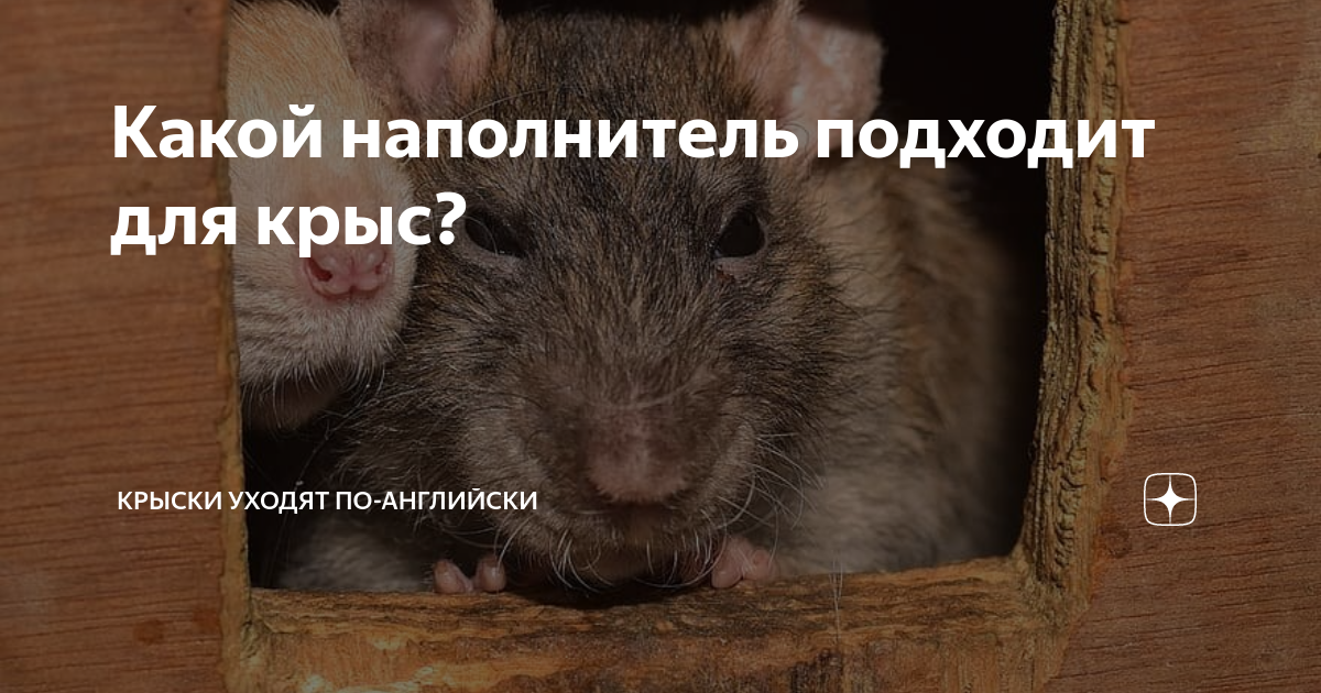 Какой наполнитель использовать для крыс. Почему крыс нельзя содержать в контейнере. почему нельзя мыть крыс. что лучше крысам опилки или.