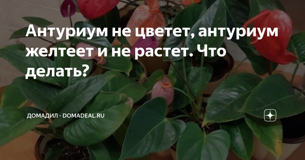 Как заставить цвести антуриум – магазин 32potolki.ru - Статьи - Статьи, отзывы, акции