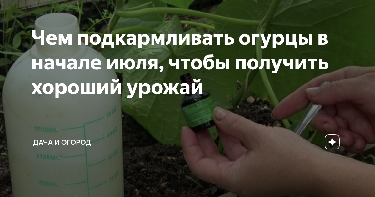 Рост огурцов остановился чем подкормить. Чем подкормить огурцы в июле. Когда и чем подкормить огурец. Чем подкормить огурцы в мае в ведрах. Когда и чем подкормить огурец фото
