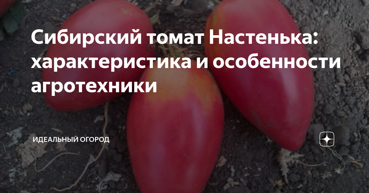 Томат Настенька Сибирская селекция. Томат Настенька характеристика. Томат Настенька фото. Помидоры Настенька семена Алтая.