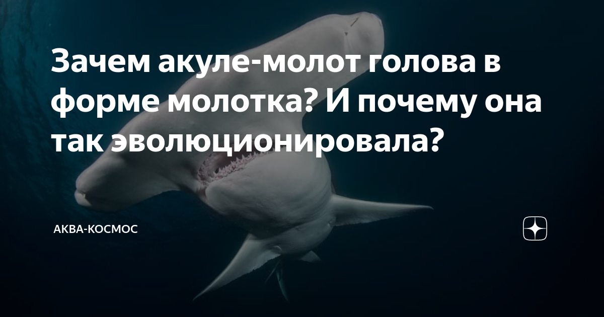 Какие молотоголовые акулы существуют?