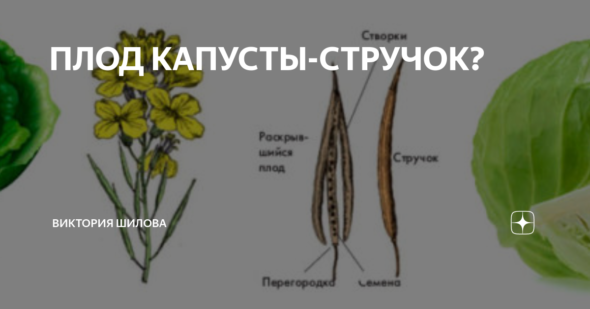 Как понять, что капуста созрела и готова к уборке? Вырастить богатый урожай капу