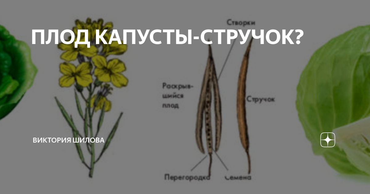 Капустные плод стручок. Плод капусты стручок. Стручок капусты огородной. Плод стручок капусты в разрезе. Капуста Тип плода.