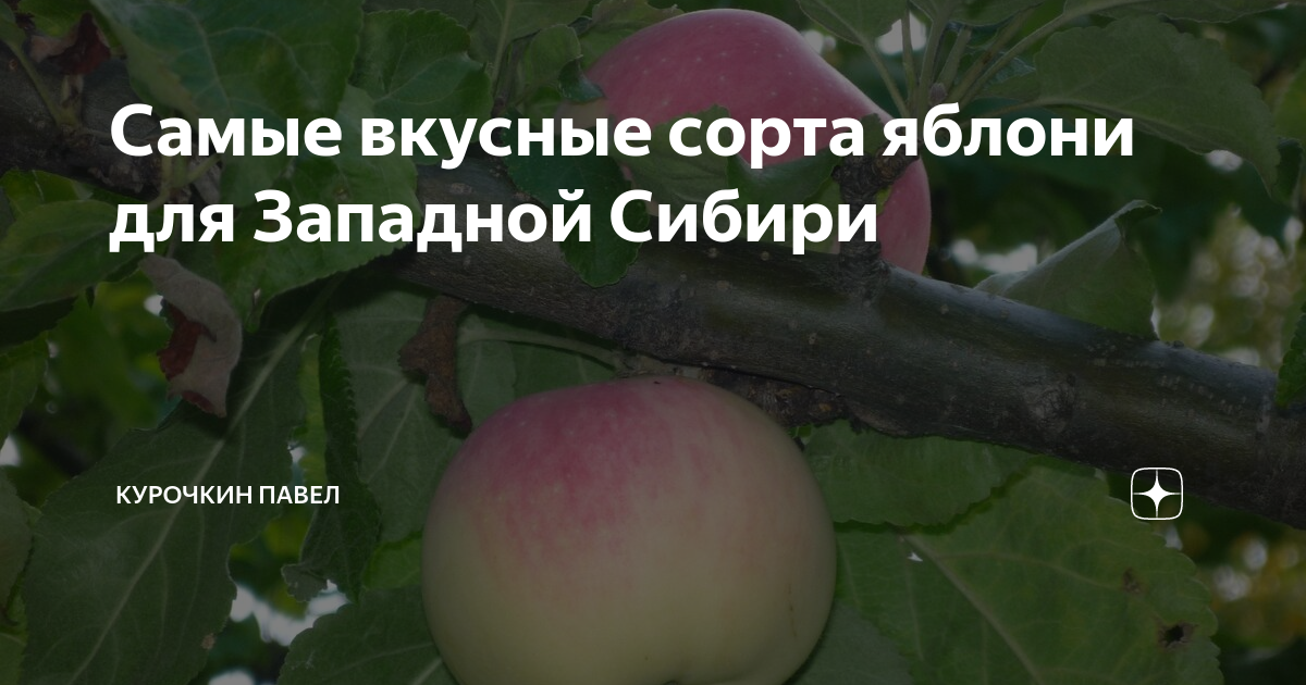Самые вкусные сорта яблони для Западной Сибири
