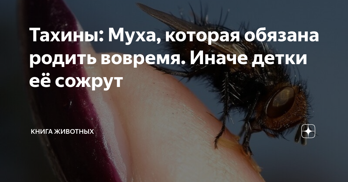 Муха рожает