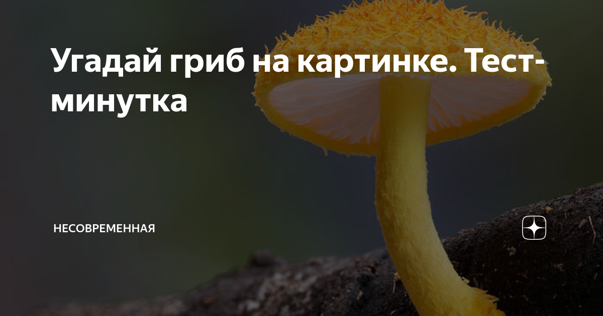 тест минутка. тесто 5 минутка. тест на желание. тест сбудется ли моё желание. тест минутка.