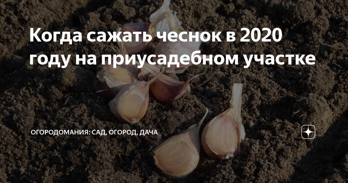 Когда сажать чеснок. Посадка чеснока число. Озимый чеснок сроки посадки. Когда сажать чеснок какого числа.