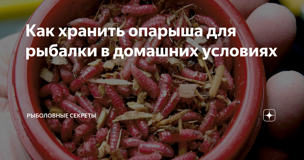 Как сохранить опарыша для рыбалки. Как сохранить опарыша для рыбалки