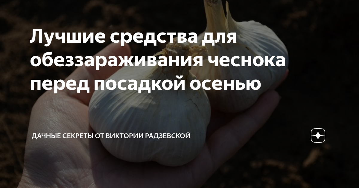 Лучшие средства для обеззараживания чеснока перед посадкой осенью ...