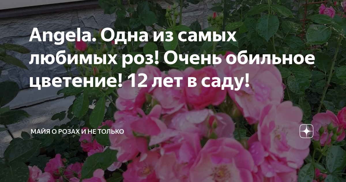 Angela. Одна из самых любимых роз! Очень обильное цветение! 12 лет в ...