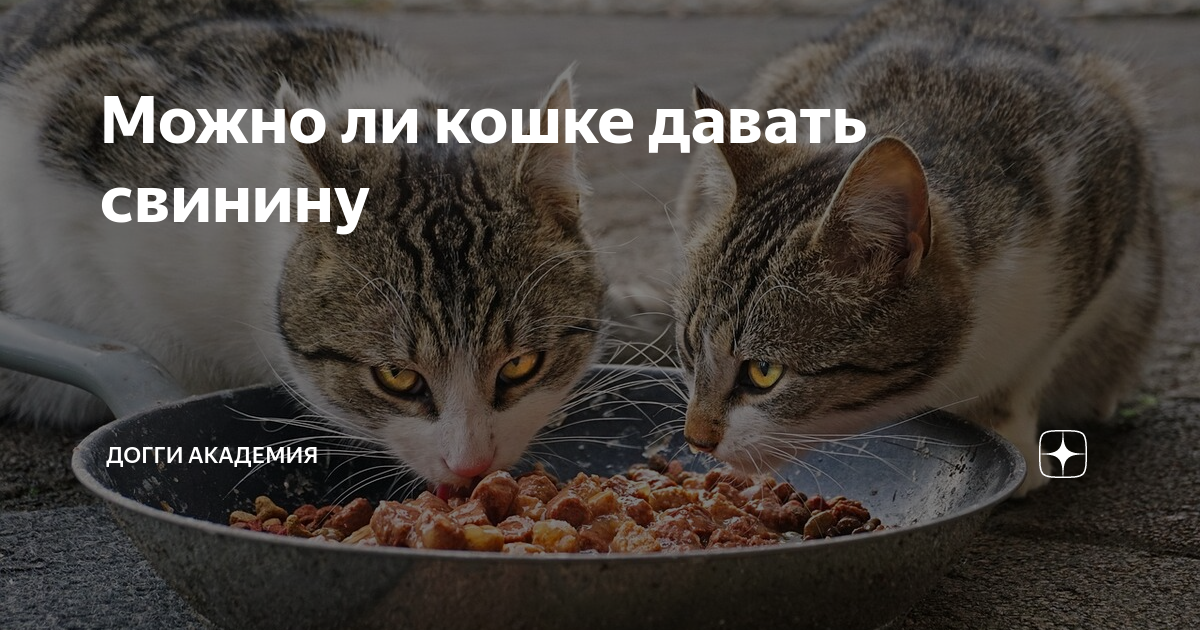 🐾 Можно ли кошке сырое мясо свинины?