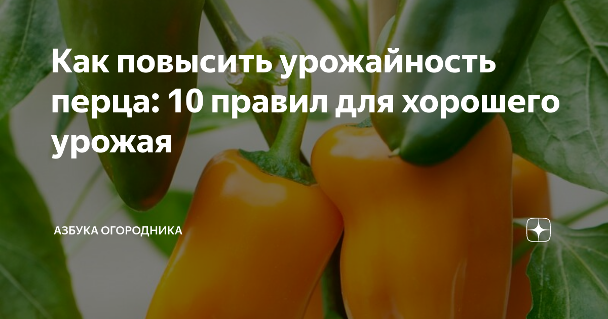 Урожайность перцев Урожайность перцев