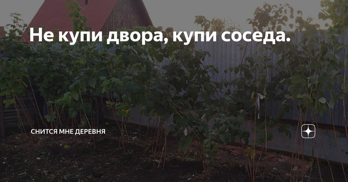 Не купи двора, купи соседа. | Снится мне деревня | Дзен