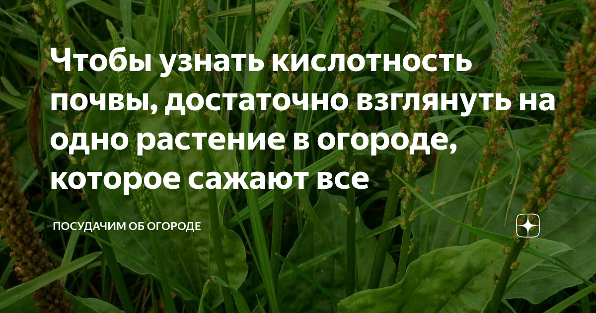 Хвощ на какой почве растет по кислотности. Как проверить кислотность почвы на огороде.