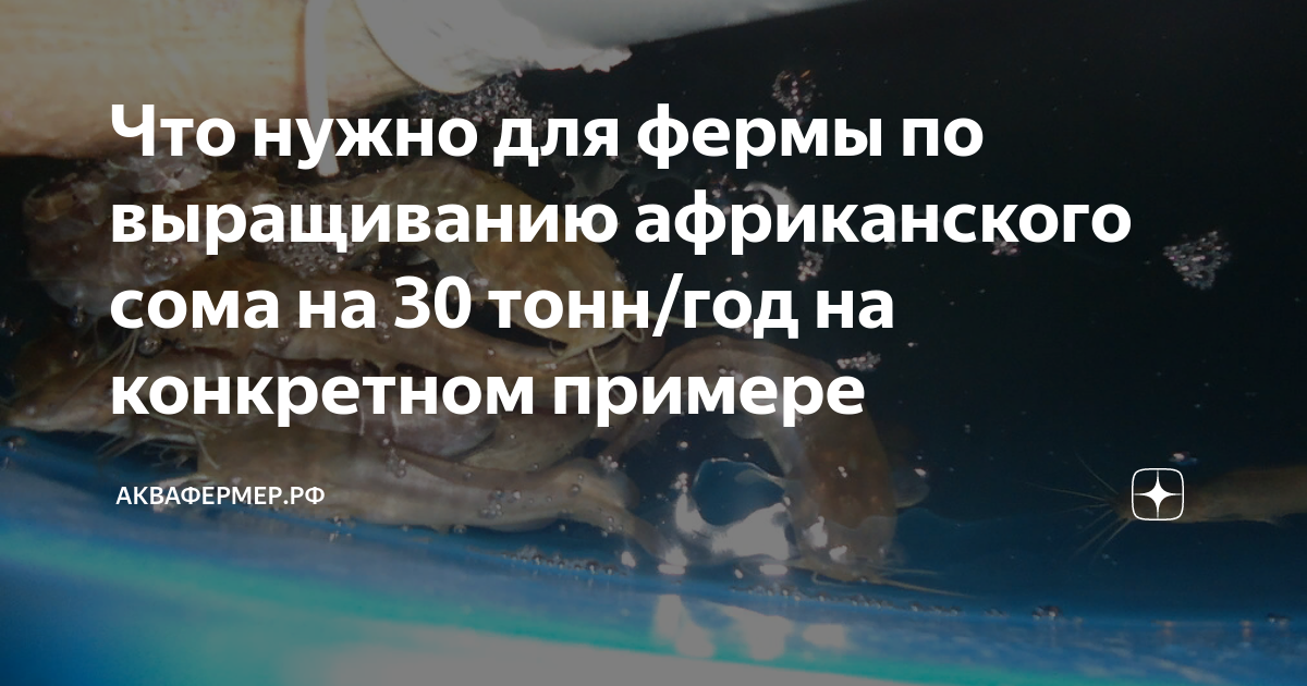 Африка «в авабоксе». Челябинский фермер разводит теплолюбивых сомов. Южноуральская панорама.