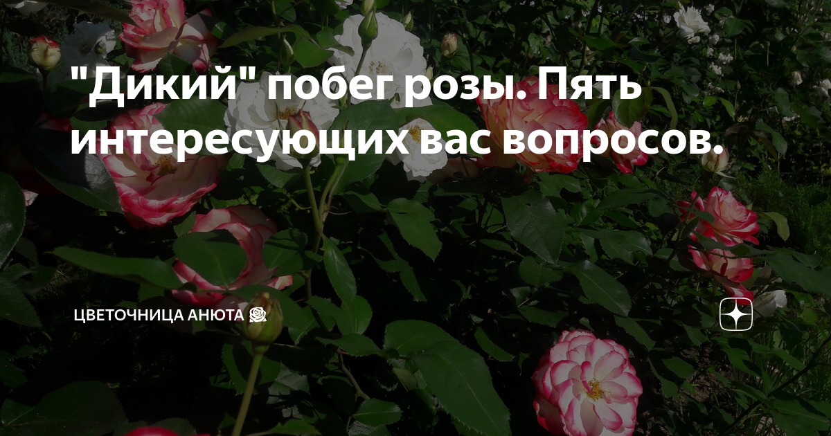 Анюта дзен. Цветочница Анюта розы дзен. Цветочница Анюта розы. Дикий побег у розы. Цветочница Анюта дзен.