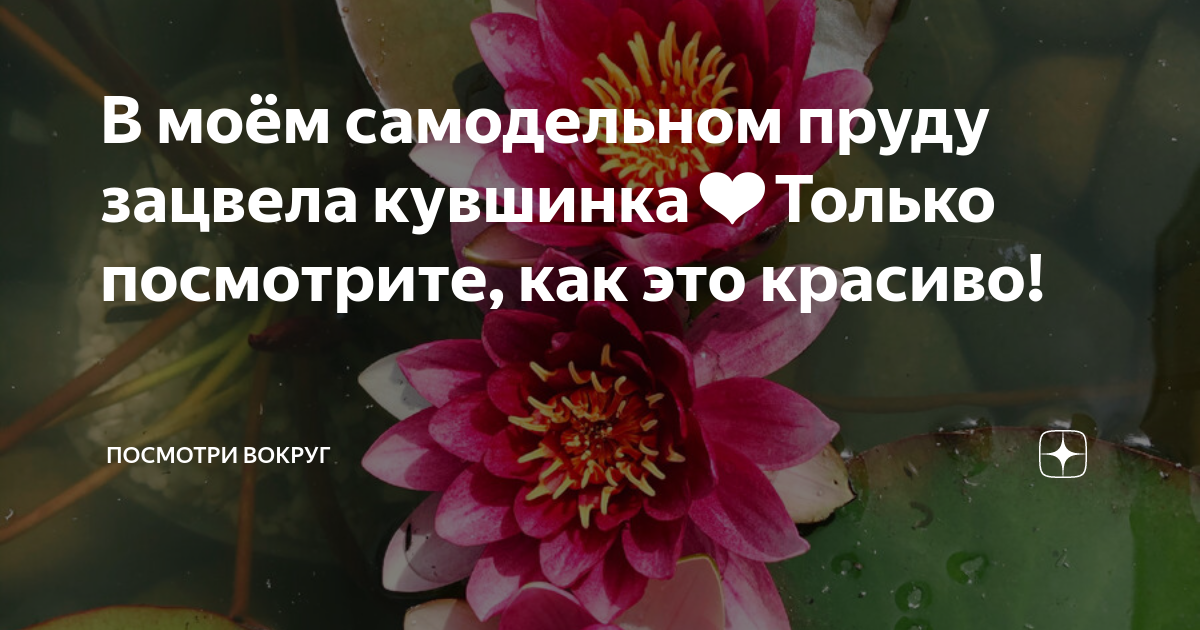 Посадка, уход, размножение и зимовка кувшинок