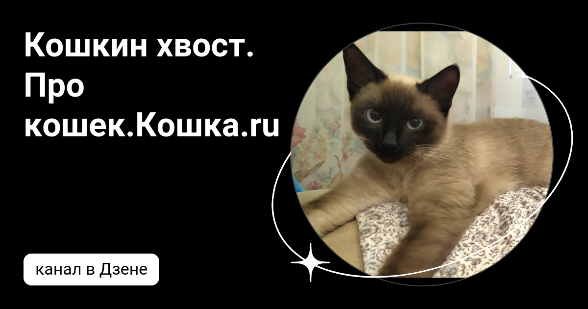 Кошкин хвост дзен