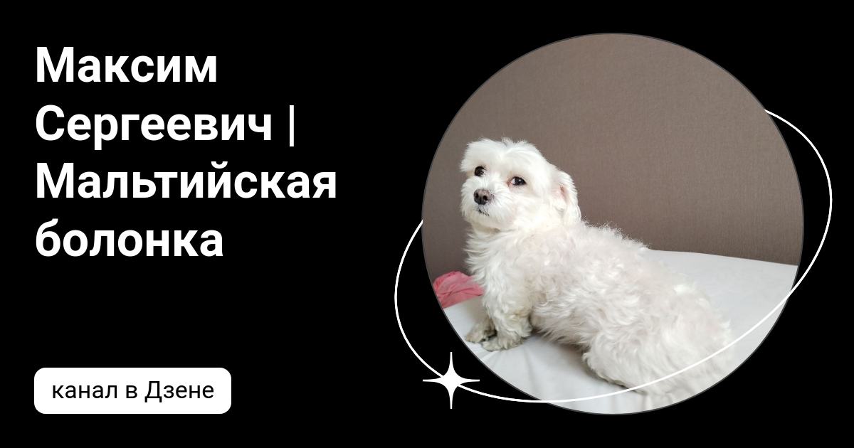 Максим Сергеевич | Мальтийская болонка | Дзен