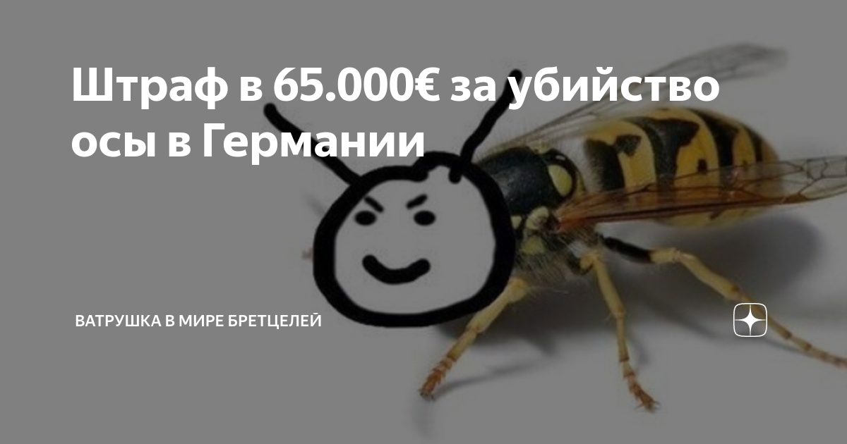 Штраф в 65.000€ за убийство осы в Германии | Ватрушка в мире бретцелей ...