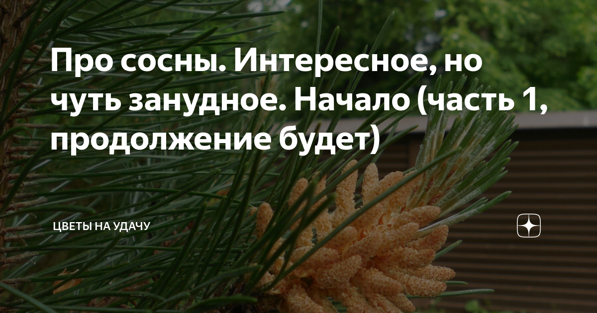 В каждой сосне не было ничего лишнего