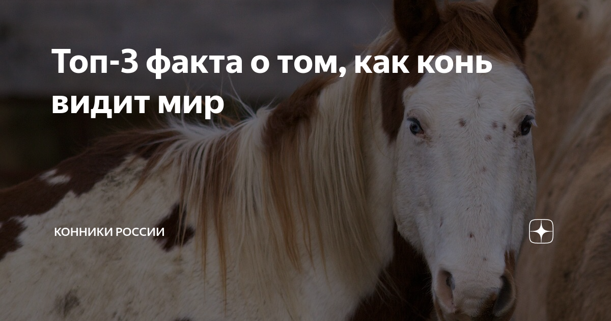 Топ-3 факта о том, как конь видит мир | Конники России | Дзен